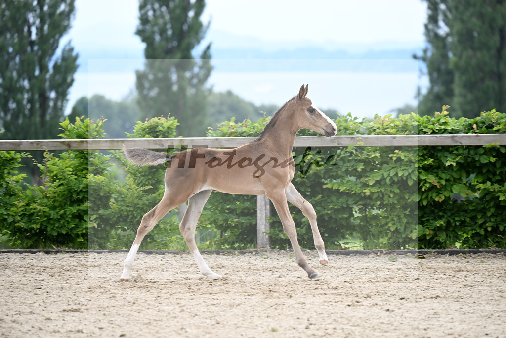 Kat-Nr. 12 Taycan B x Couletto_HF_Zuhra_14250152 | hf-fotografie - Realisiert mit Pictrs.com