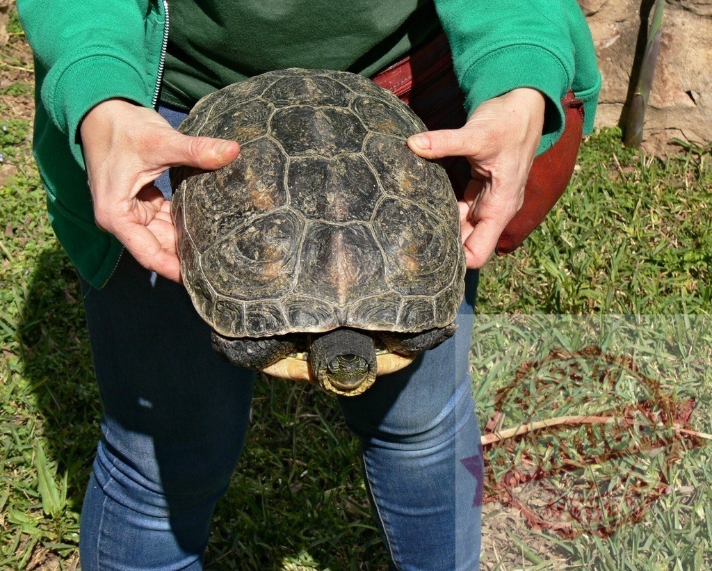 Person holding a turtle showing its shell and head | Person's hands carefully holding a turtle with its patterned shell and looking head - Realized with Pictrs.com