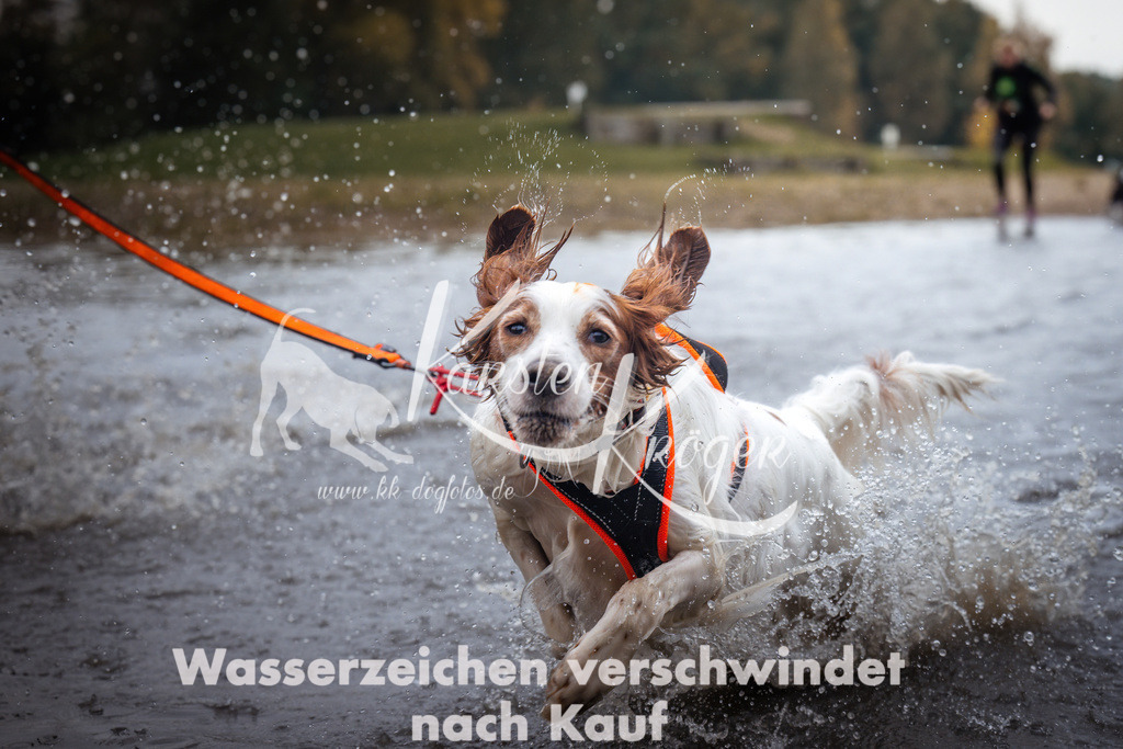1220_ZZ99277 | kk-dogfotos