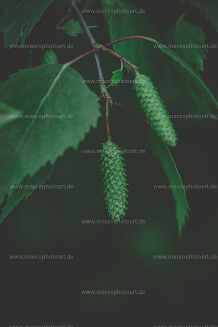 Birkenblüte | Moody Stimmung einer Birkenblüte - Realisiert mit Pictrs.com