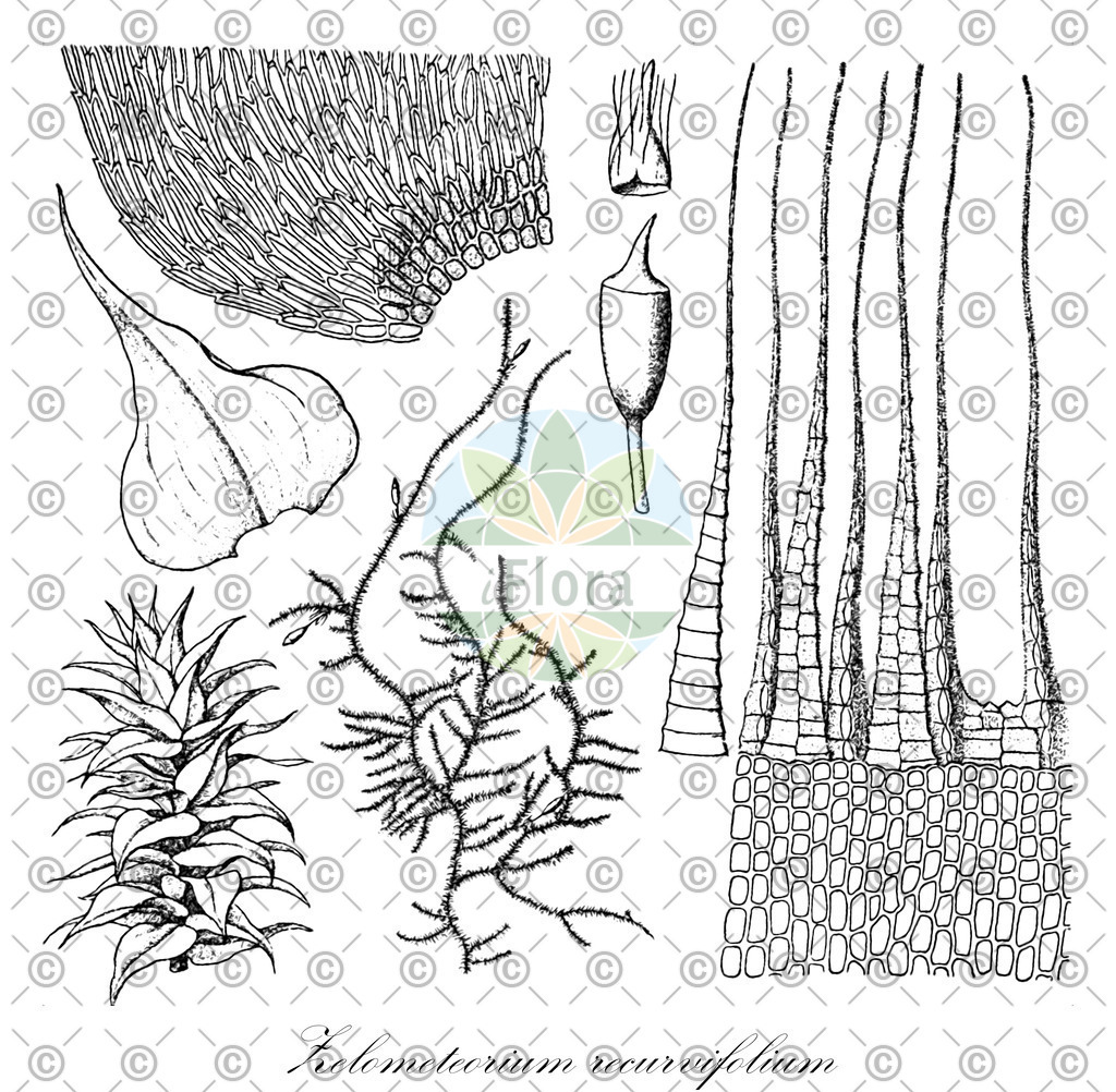HistAbb_wfo-0001047643_2_ENZY_Simple | Historische Abbildung von Zelometeorium recurvifolium - Brachytheciaceae | Historical Illustration of Zelometeorium recurvifolium - Brachytheciaceae