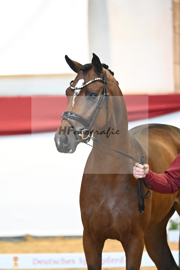 Kat-Nr. 60 Vivino x Soliman de Hus_Berger_43231979 | hf-fotografie - Realisiert mit Pictrs.com