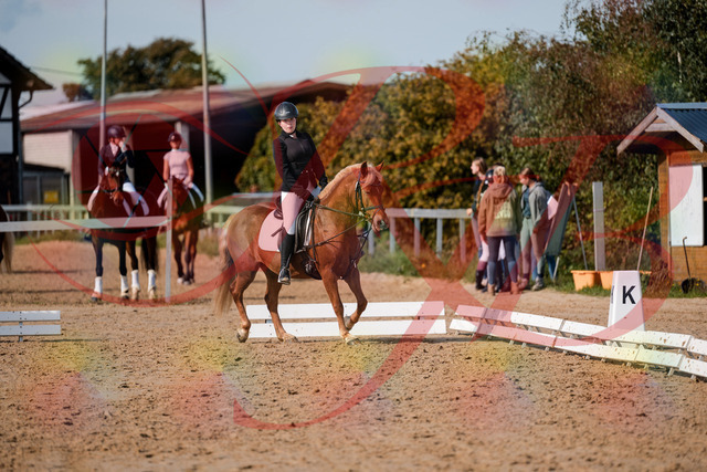 2026_10_03_Siefer-Hof_122042_Z63_43786634 | Professionelle Reitsport-, Turnier- und Eventfotografie von Robert Broda. Galerien mit ausgewählten und bearbeiteten Bildern direkt online ansehen und bestellen.