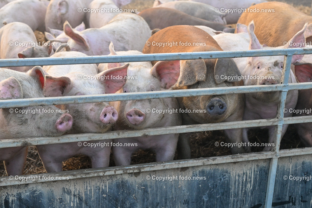 Schweine_ 18.12.2023-7 | 18.12.2023, Linz, AUT, Bauernhof, im Bild Bauernhof, Stall, Schweine, Schweinehaltung, Schweinezucht, Fleisch, Hausschwein, Landwirtschaft, Aufzucht, Bio