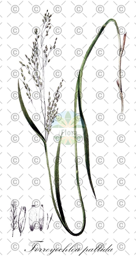 HistAbb_wfo-0001198835_1_ENZY_Simple | Historische Abbildung von Torreyochloa pallida - Poaceae | Historical Illustration of Torreyochloa pallida - Poaceae