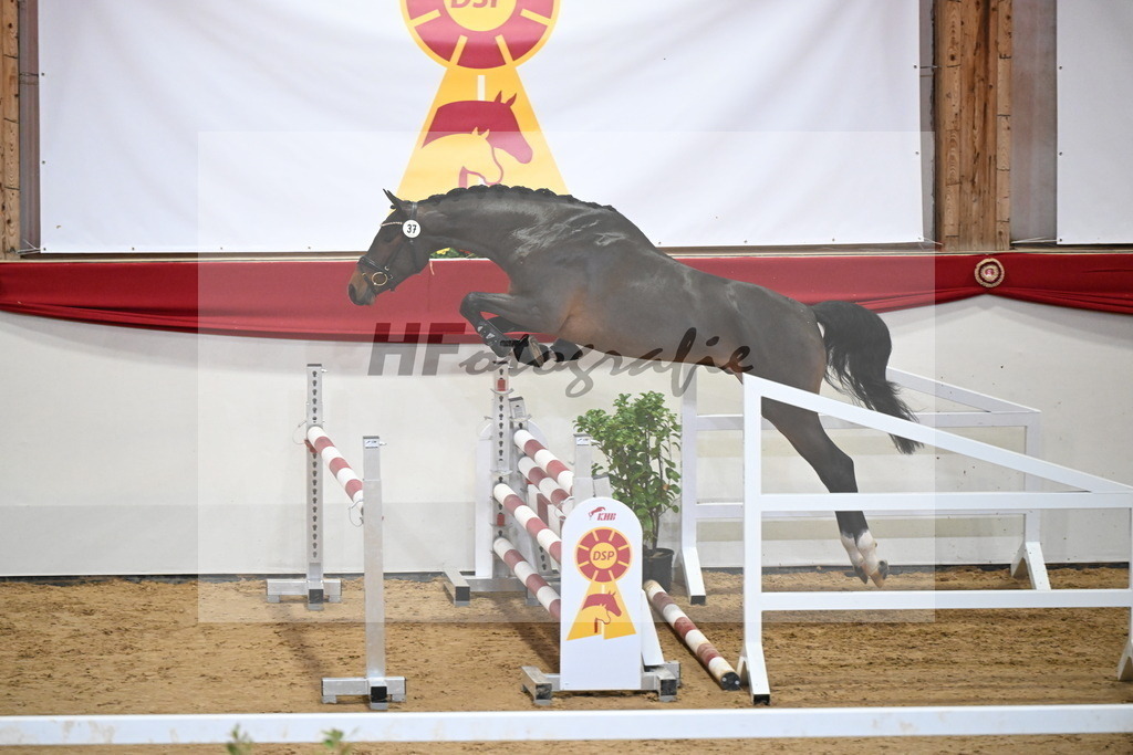 Kat.-Nr. 37 v. Tangelo van de Zuuthoeve_Beitzel_2251235 | hf-fotografie - Realizzato con Pictrs.com