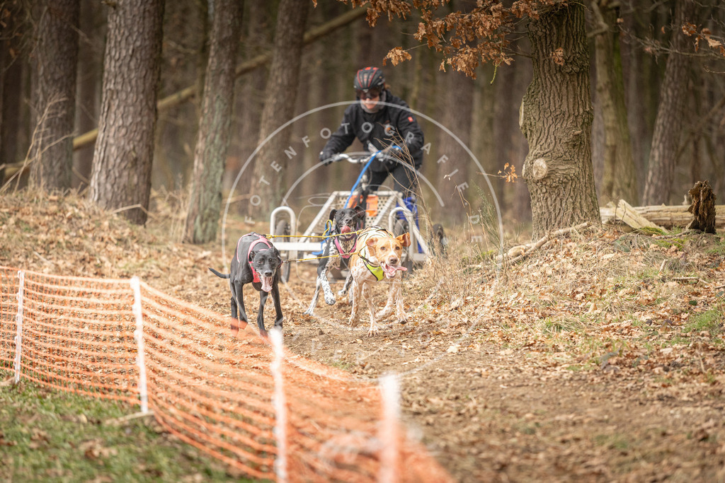 Pfotenfotografie_DV3A4787 | Hundefotografie, Tierfotograf, Pfotenfotografie, Fotoshooting Hund, Hunde Portrait, Hundesport, Hundeportraits, Heideshooting, Hunde, Sportfotograf, Hundefotograf, Turnierhundsport, THS,  - Realisiert mit Pictrs.com