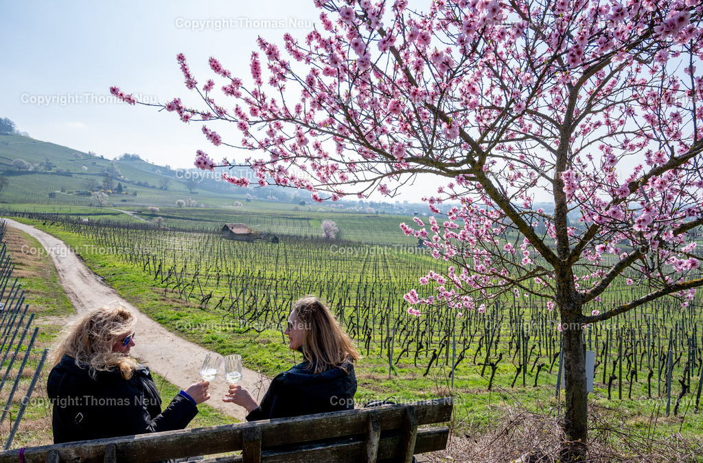 mandelbluete-bergstrasse-weinberge-bensheim-heppenheim-fruehling-Ruhebank-Fotografie-Thomas-Neu-6 | Die Mandelblüte an der Hessischen Bergstraße gehört zu den schönsten Frühlingsmomenten der Region. Ein blühender Mandelbaum steht oberhalb der Weinberge zwischen Bensheim und Heppenheim und bietet einen weiten Blick über die Rebenlandschaft.  Die Kombination aus blühenden Mandelbäumen, Weinbergen und der sanften Landschaft der Bergstraße macht diese Szene zu einem typischen Motiv des Frühlings in Südhessen.,Bild: Thomas Neu