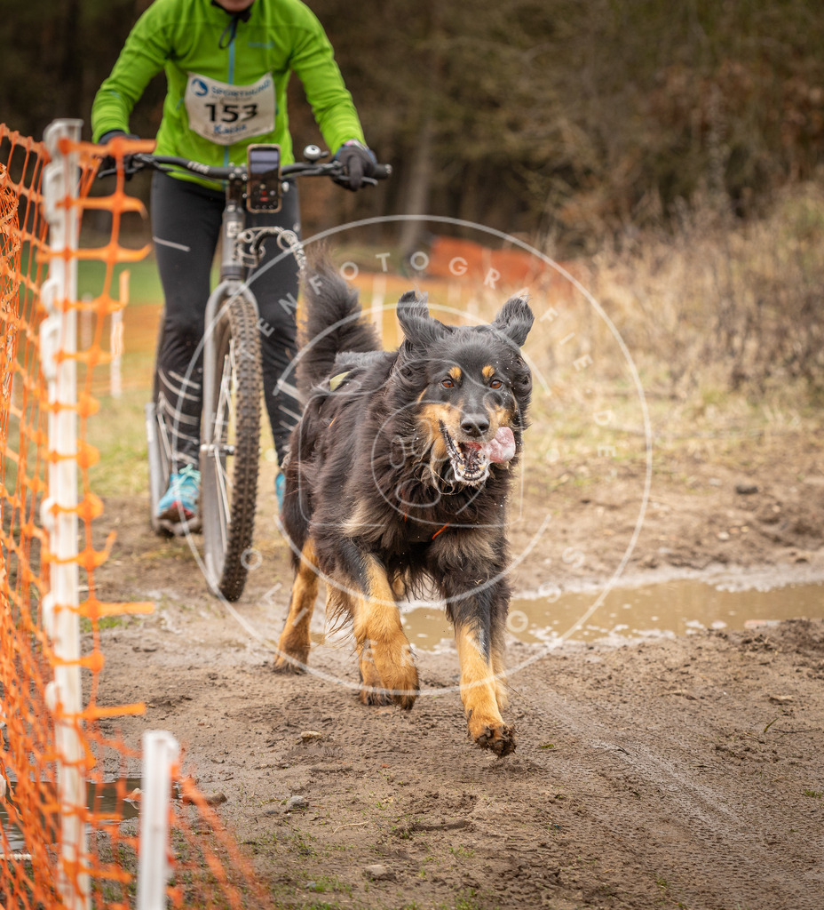 DV3A1660 | Hundefotografie, Tierfotograf, Pfotenfotografie, Fotoshooting Hund, Hunde Portrait, Hundesport, Hundeportraits, Heideshooting, Hunde, Sportfotograf, Hundefotograf, Turnierhundsport, THS,  - Realisiert mit Pictrs.com