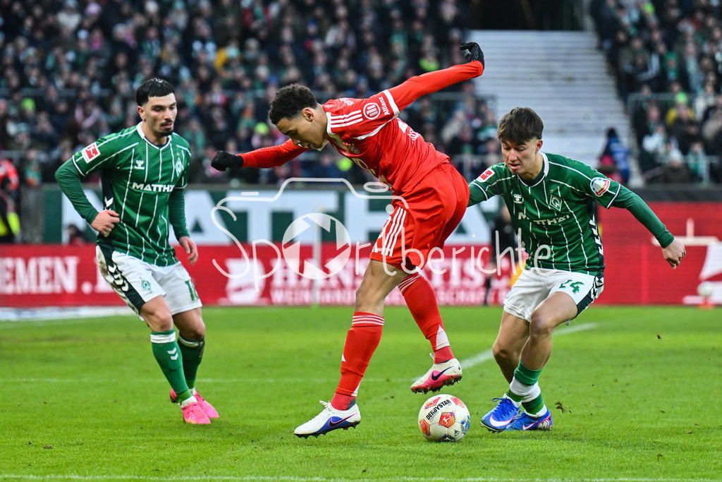 SV Werder Bremen - FC Bayern München | BREMEN, GERMANY - 14. FEBRUARY: v. l. Cameron PUERTAS CASTRO (SV Werder Bremen 18), Jamal MUSIALA (FC Bayern München 10) und Patrice COVIC (SV Werder Bremen 24) während dem Bundesligamatch zwischen dem SV Werder Bremen und dem FC Bayern München am 22. Spieltag im Weserstadion / DFL REGULATIONS PROHIBIT ANY USE OF PHOTOGRAPHS AS IMAGE SEQUENCES AND/OR QUASI-VIDEO