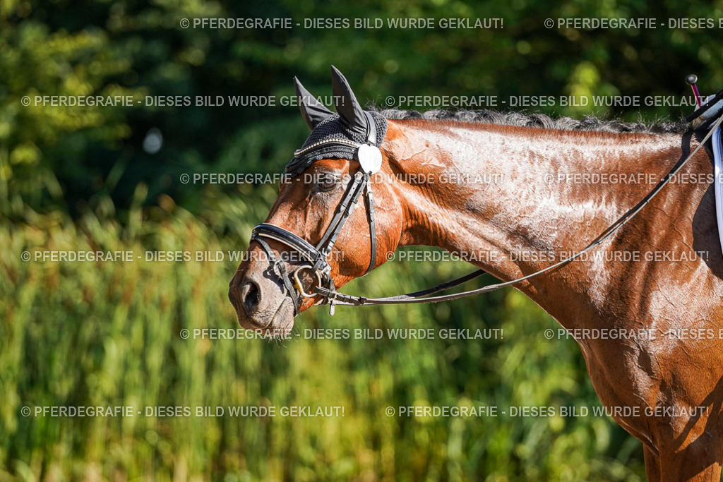 DSC09910 | Pferdegrafie