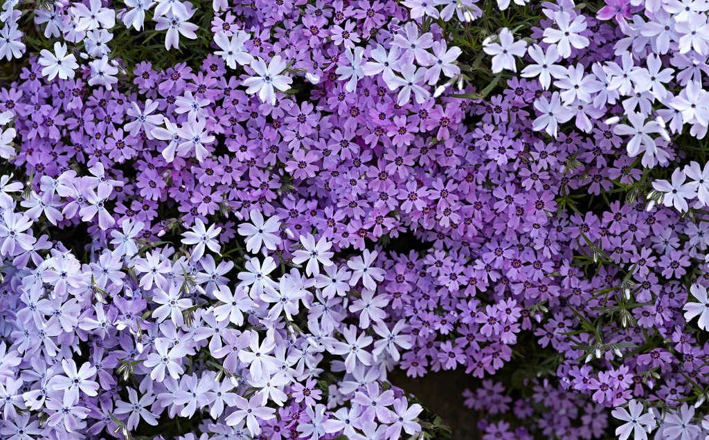 Maiblueten_1111a | kriechender Phlox, lavendefarben.
Bodendecker in Steingärten
