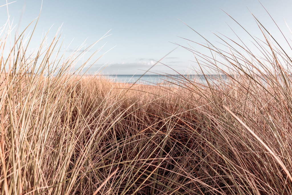 Wandbild: Strandhafer am Meer  | Dieses Wandbild im Querformat zeigt Strandhafer am Meer. Durch den Strandhafer kann man das Meer im Hintergrund sehen. Auf dem Wandbild sind nur wenige Farben zu sehen. Der untere Teil in dem der Strandhafer zu sehen ist, ist überwiegen Beige und Braun. Dieser Bereich bringt wärme ins Bild. Der obere Teil des Bildes zeigt das Meer sowie den Himmel in einem pastellartigen Hellblau. Das helle Blau bringt Ruhe ins Bild. Sie möchten Ihre Wände dezent aber stilvoll und elegant dekorieren? Dann holen Sie sich dieses maritime Wandbild. Es ist auf Leinwand, Aluminium-Platte, Acrylglas oder als Holzdruck erhältlich. Die Wandbilder werden individuell für Sie in vielen Abmessungen produziert. Daher passen die Ostseekult Wandbilder immer perfekt an Ihre Wände. - Realisiert mit Pictrs.com
