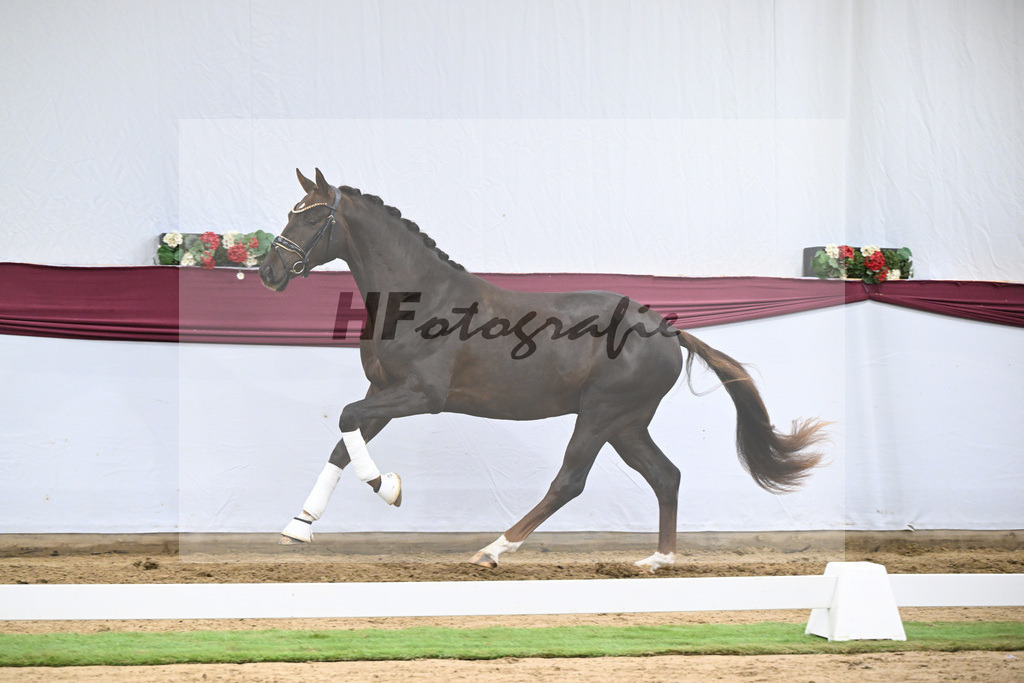 Kat-Nr. 129 Floricello x Dantano_Norbert Hoechsmann_47254318 | hf-fotografie - Realisiert mit Pictrs.com