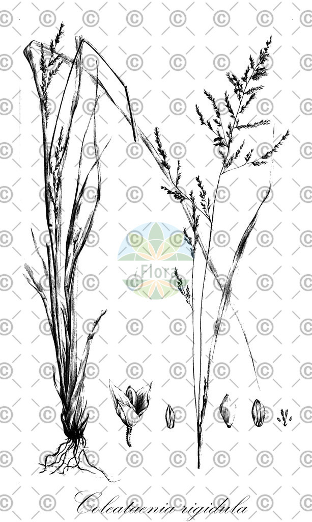 HistAbb_wfo-0000913297_1_ENZY_Simple | Historische Abbildung von Coleataenia rigidula - Poaceae | Historical Illustration of Coleataenia rigidula - Poaceae
