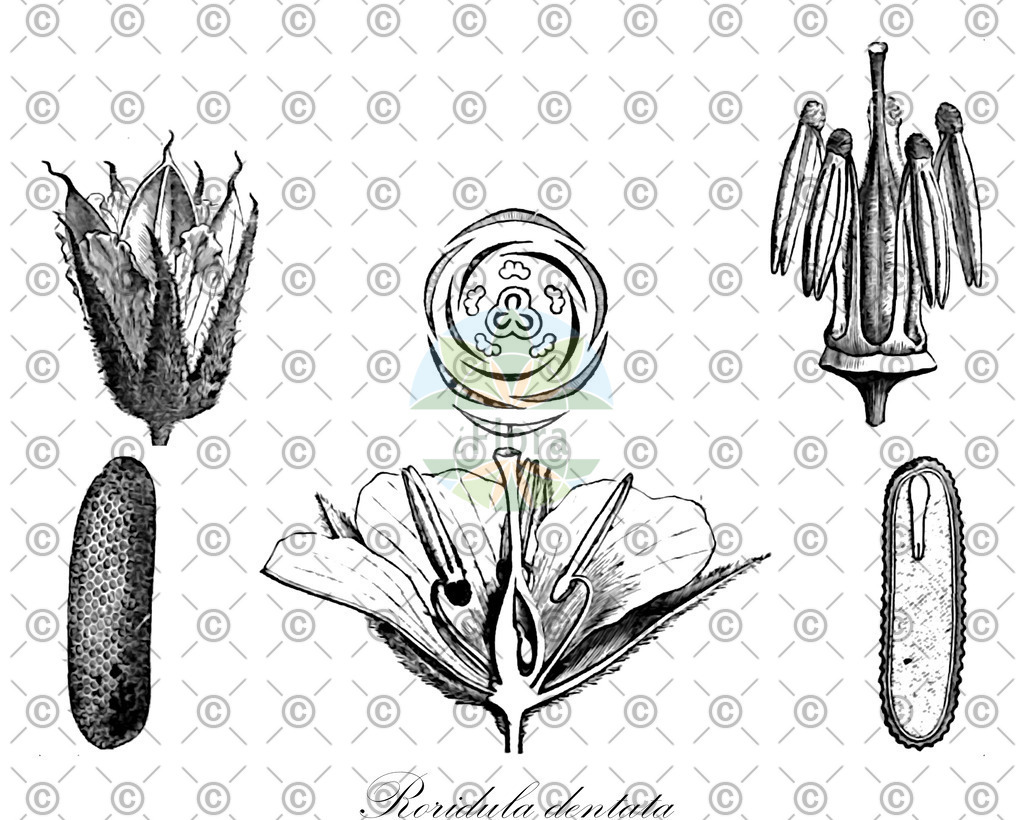 HistAbb_EMP_80206_SRC_Schlechtendal_FLORAD_SIMPLE | Historische Abbildung von Roridula dentata - Roridulaceae | Historical Illustration of Roridula dentata - Roridulaceae