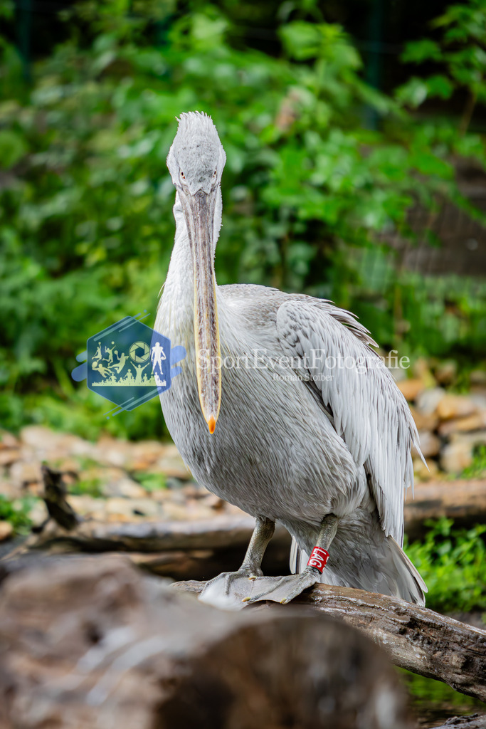 IMG_5707 | SportEventFotografie - Roman Stoiber