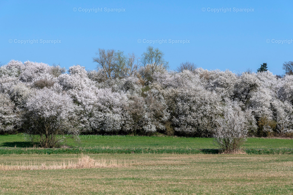 PAR_Hawthorn_Spring5 | sparepix - Realisiert mit Pictrs.com