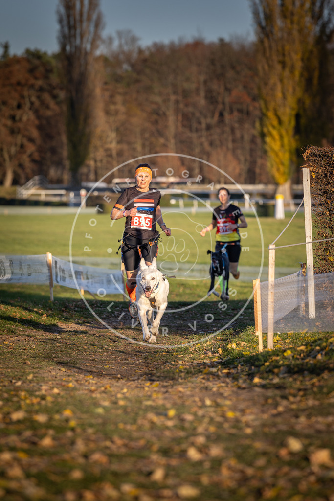 CaniXpix_DV3A4513 | Hundefotografie, Tierfotograf, Pfotenfotografie, Fotoshooting Hund, Hunde Portrait, Hundesport, Hundeportraits, Heideshooting, Hunde, Sportfotograf, Hundefotograf, Turnierhundsport, THS,  - Realisiert mit Pictrs.com