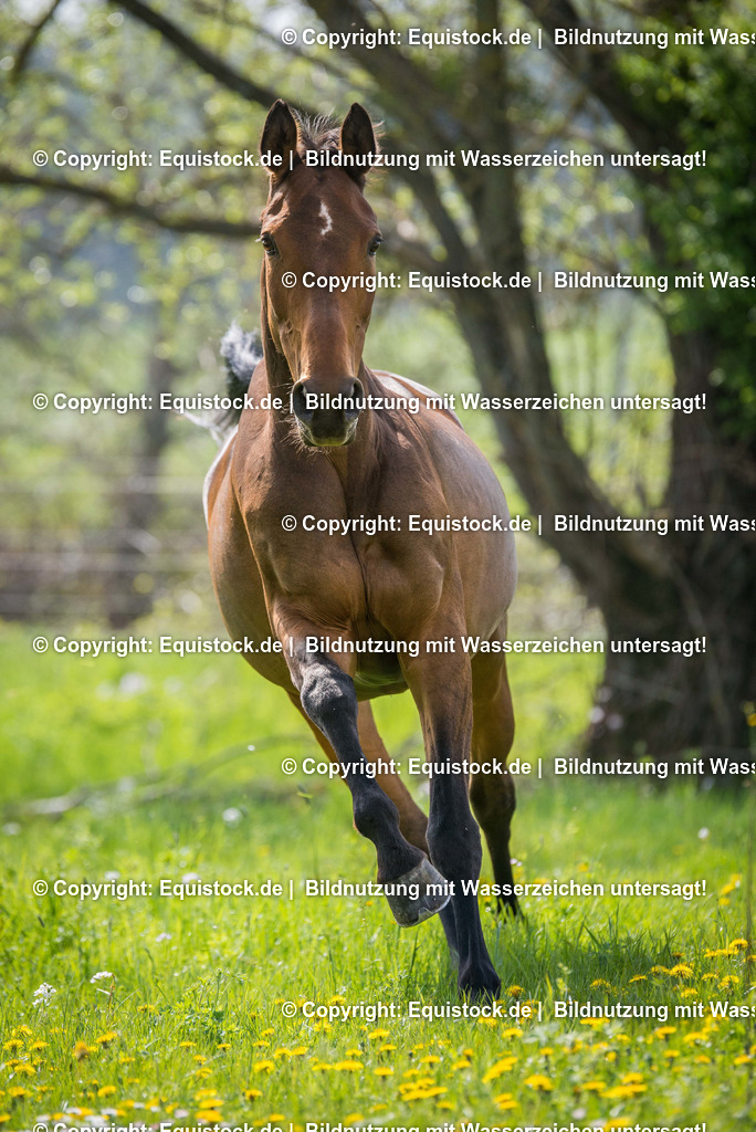20160422_Pferd_auf_weide_0001 | equistock