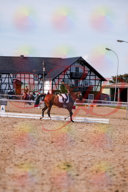 2026_10_03_Siefer-Hof_131657_Z81_64838624 | Professionelle Reitsport-, Turnier- und Eventfotografie von Robert Broda. Galerien mit ausgewählten und bearbeiteten Bildern direkt online ansehen und bestellen.