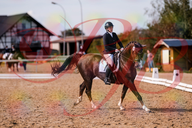 2026_10_03_Siefer-Hof_132538_Z81_77409881 | Professionelle Reitsport-, Turnier- und Eventfotografie von Robert Broda. Galerien mit ausgewählten und bearbeiteten Bildern direkt online ansehen und bestellen.