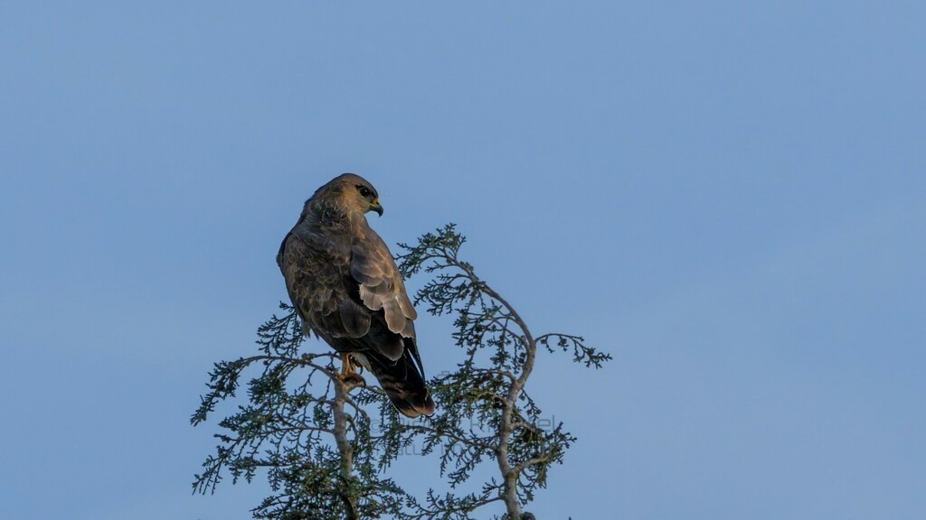 P1004488-Bearbeitet-2024-Bearbeitet-2024-LR | Natur im Moment - Realisiert mit Pictrs.com