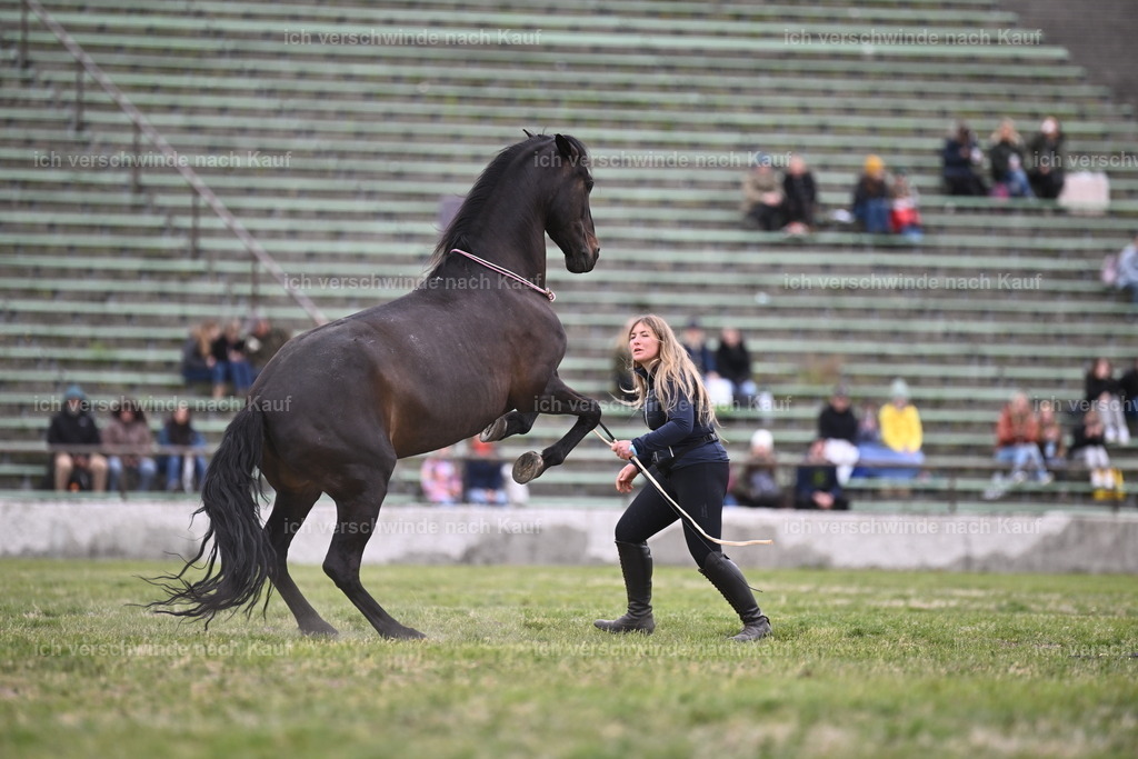 PI26_Show_Sara_Landvogt_226_0942.JPG | working equitationturnier fotograf videograf stoibphotography marixx film working equitation deutschland reitsport turnierfotografie eventfotografie equestrian events