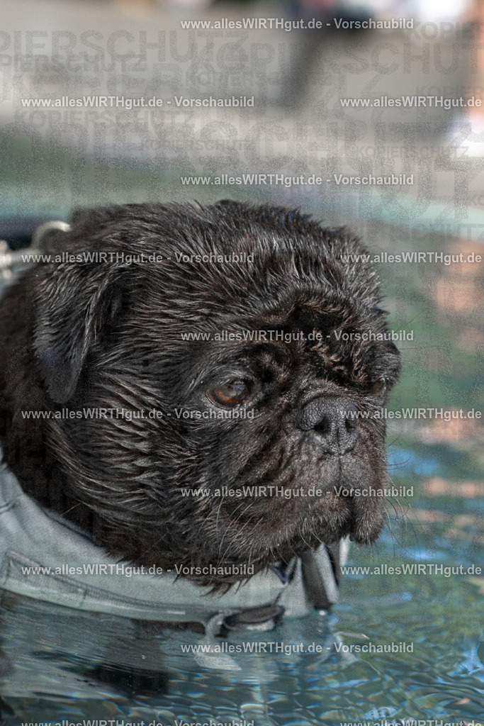 Hundeschwimmen_Volksbad_2026-allesWIRTHgut_Tierfotografie-2609061446-FAY06992 | Professionelle Tierfotografie in Mönchengladbach von Daniel Wirth (allesWIRTHgut). Liebevolle & natürliche Bilder von Hunden & Katzen für unvergessliche Erinnerungen.