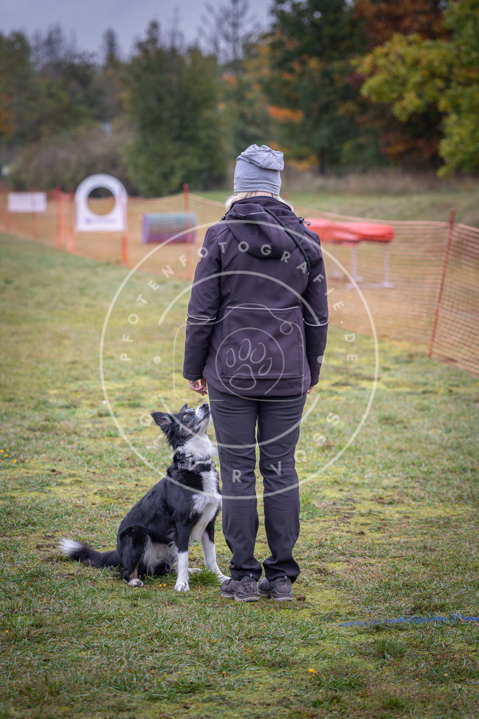 Pfotenfotografie_DV3A9492 | Hundefotografie, Tierfotograf, Pfotenfotografie, Fotoshooting Hund, Hunde Portrait, Hundesport, Hundeportraits, Heideshooting, Hunde, Sportfotograf, Hundefotograf, Turnierhundsport, THS,  - Realisiert mit Pictrs.com