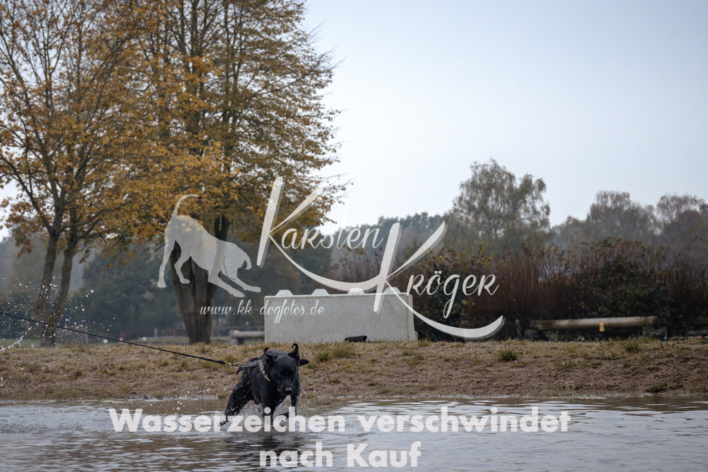 0913_ZZ94738 | kk-dogfotos