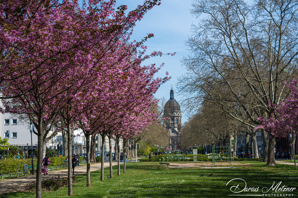 Kirschbaumblütten mit Blick auf die Mainzer Christuskirche | Kirschbaumblütten mit Blick auf die Mainzer Christuskirche