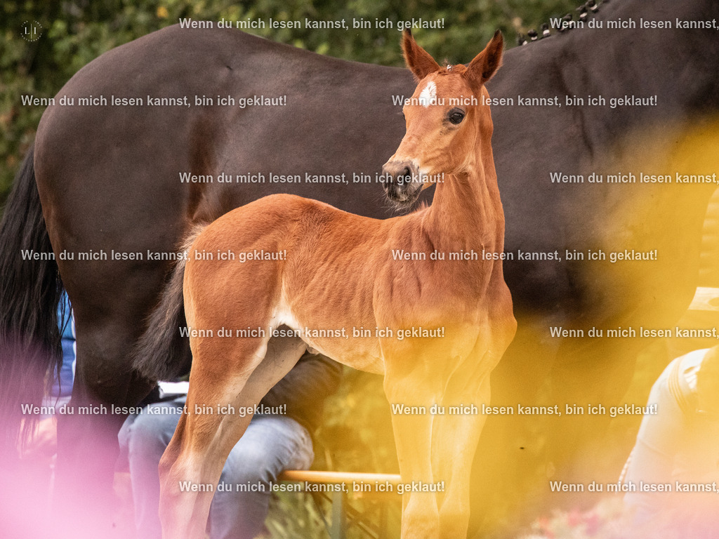 A10I5277 | photographylinaismer - Realisiert mit Pictrs.com