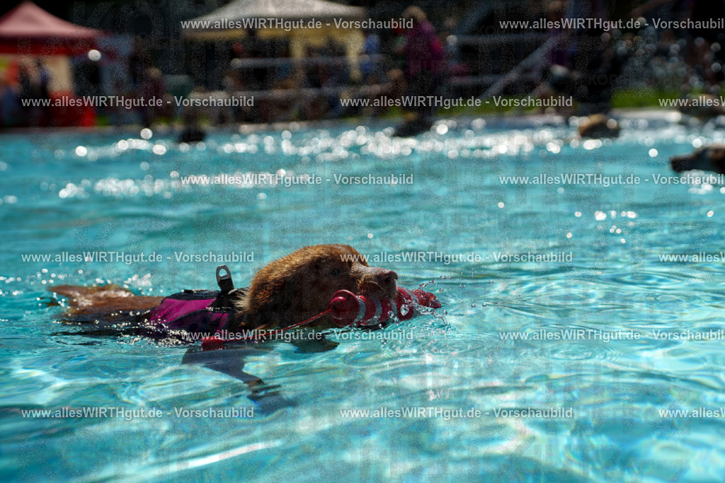 allesWIRTHgut Tierfotografie - allesWIRTHgut.de - 7IV08141 | Professionelle Tierfotografie in Mönchengladbach von Daniel Wirth (allesWIRTHgut). Liebevolle & natürliche Bilder von Hunden & Katzen für unvergessliche Erinnerungen.