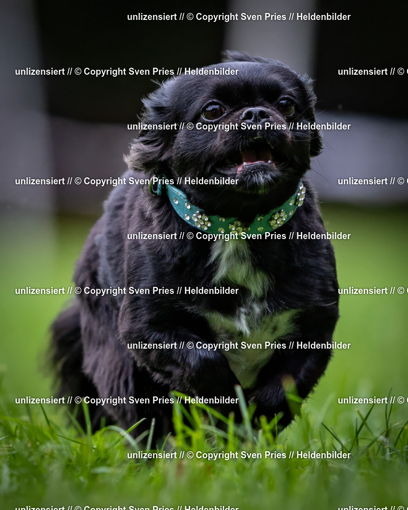 Sven Pries | 2024-10-19 - Hunderennen Ober-Grombach - Realisiert mit Pictrs.com