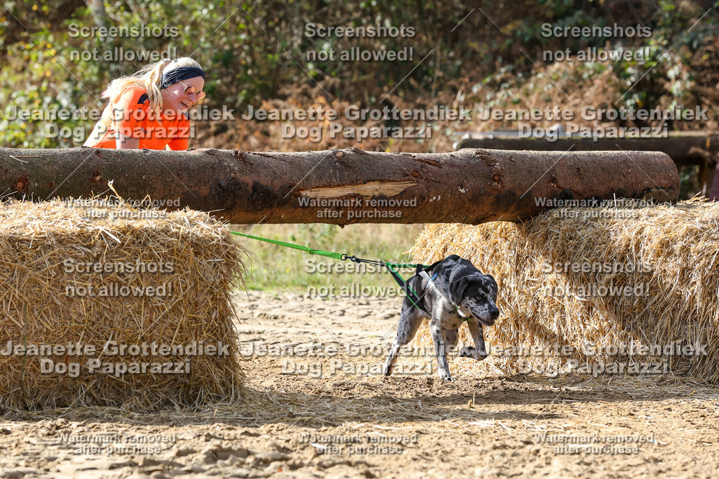 Dog Paparazzi - Strongdog 10-25-5738 | Dog Paparazzi Jeanette Grottendiek Fotografie & Videografie - Realisiert mit Pictrs.com