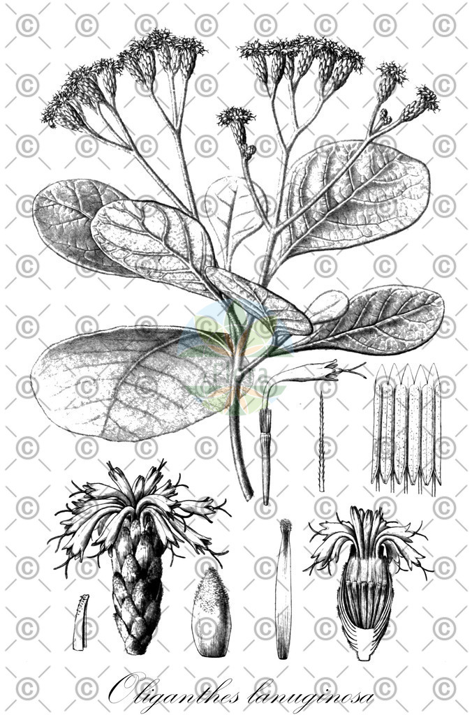 HistAbb_wfo-0000109534_1_ENZY_Simple | Historische Abbildung von Oliganthes lanuginosa - Asteraceae | Historical Illustration of Oliganthes lanuginosa - Asteraceae