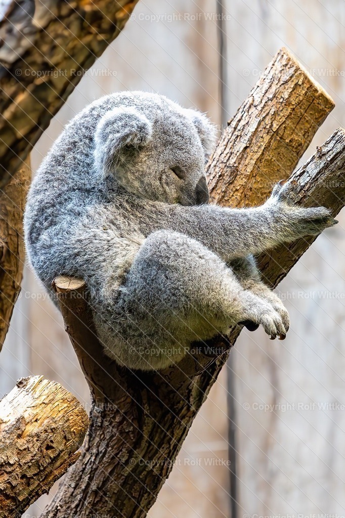 koala | Rolf Wittke  - Realisiert mit Pictrs.com