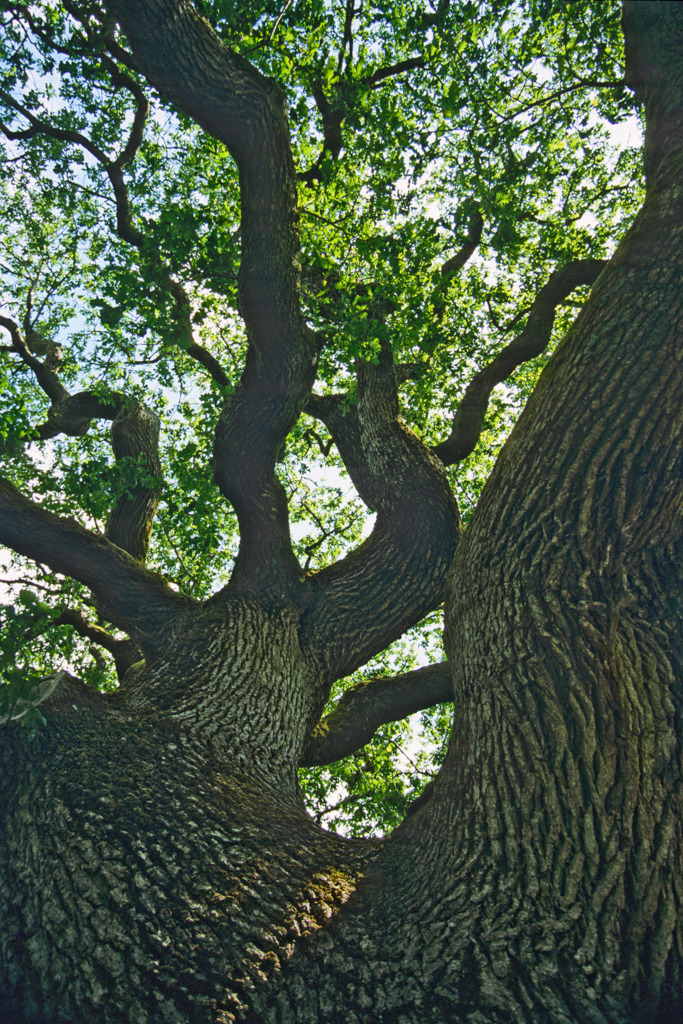 Eiche in Muckross Gardens, Co. Kerry, Irland  | Best. Nr. eiche009 - Realisiert mit Pictrs.com