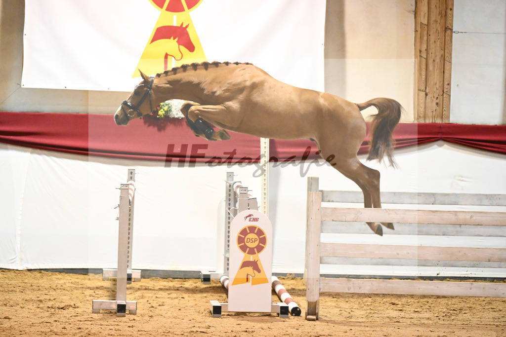 Kat-Nr. 26 El Barone 111 Z x Arezzo VDL_Schep_43231144 | hf-fotografie - Realisiert mit Pictrs.com