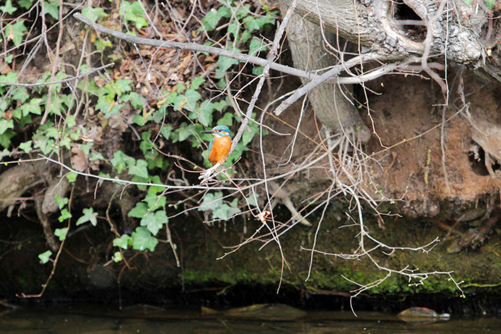 Floßgraben - Eisvogel | Entdecke über 20 Kategorien Leipzig-Motive: Foto-Downloads, hochwertige Poster, Leinwand- & Fine-Art-Prints. Jetzt Lieblingsfoto im Bildlexikon Leipzig Shop bestellen!