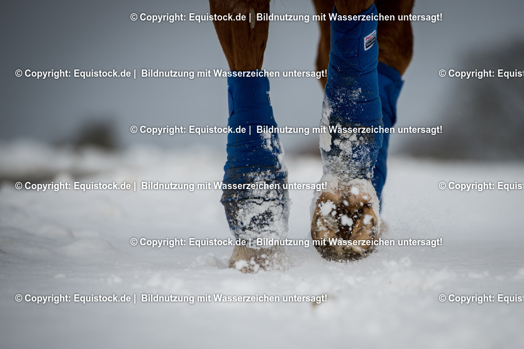 20160116_TOMsPiC_0358 | equistock