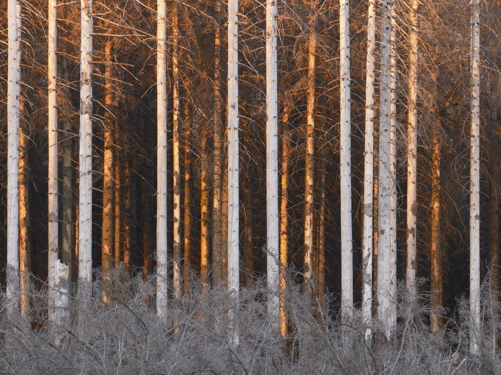 Tote Fichten im Abendlicht 1 | Kösler Fine Art Prints - Realisiert mit Pictrs.com