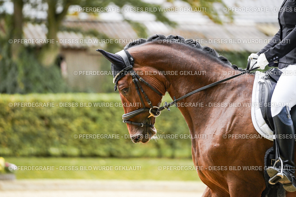 DSC09025 | Pferdegrafie