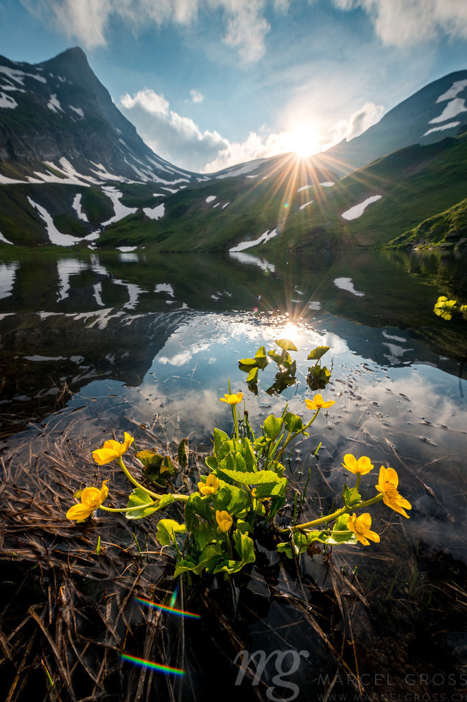 spring with yellow alpine wild flowers at a mountain lake | Die ideale Geschenkidee für Naturliebhaber. Naturbilder von Marcel Gross Photography für ihr Zuhause in den verschiedensten Formaten und Materialien. - Realisiert mit Pictrs.com