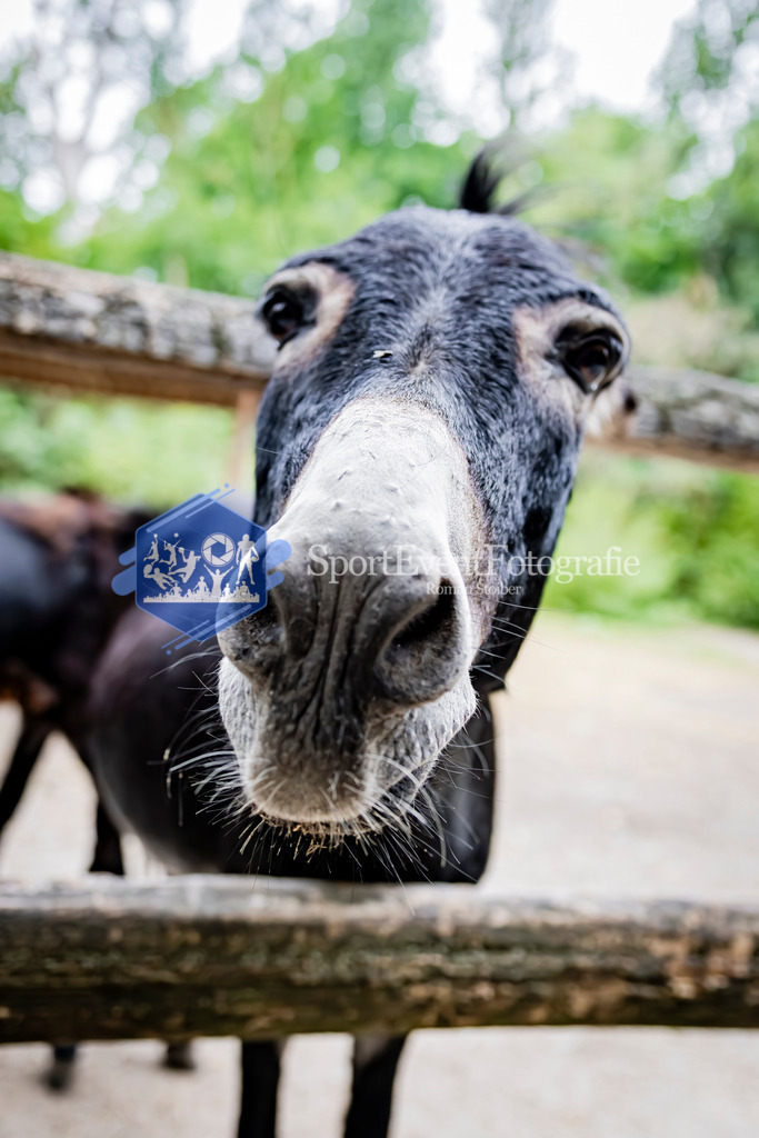 IMAG1460 | SportEventFotografie - Roman Stoiber