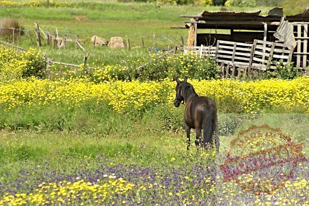 Horse standing in golden flower field with rustic barn | Dark horse standing in a colorful wildflower field on a sunny rural day - Realized with Pictrs.com