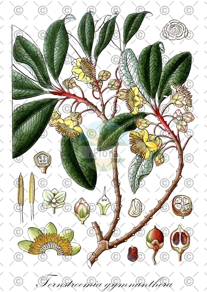 HistAbb_wfo-0000170937_1_ENZY_Simple | Historische Abbildung von Ternstroemia gymnanthera - Pentaphylacaceae | Historical Illustration of Ternstroemia gymnanthera - Pentaphylacaceae