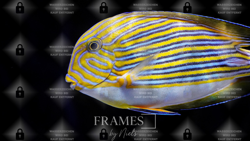 Blaustreifen Doktorfisch | Frames by Niels – Fotograf aus Wassenberg (Nähe Mönchengladbach). Natürliche Fotos von Menschen, Tieren, Produkten und Architektur. Outdoor-Shootings & professionelle Prints direkt im Shop bestellen oder vor Ort buchen. - Realisiert mit Pictrs.com