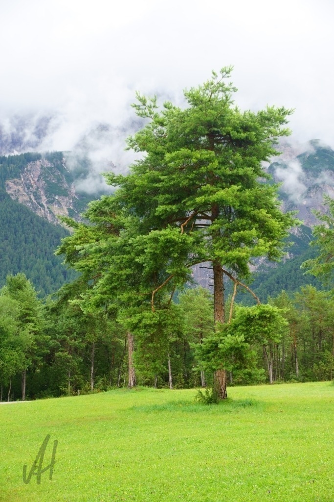 Kiefer am Mieminger Plateau | Kiefer am Mieminger Plateau - Realisiert mit Pictrs.com